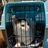 Susan M. Markel Veterinary Hospital at the Richmond SPCA ico