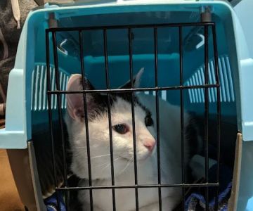 Susan M. Markel Veterinary Hospital at the Richmond SPCA