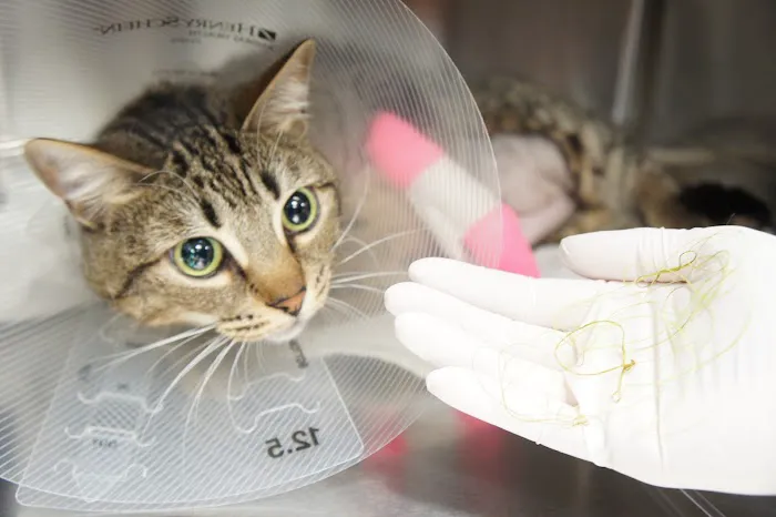 Helping Hands Veterinary Surgery and Dentistry of Virginia 5