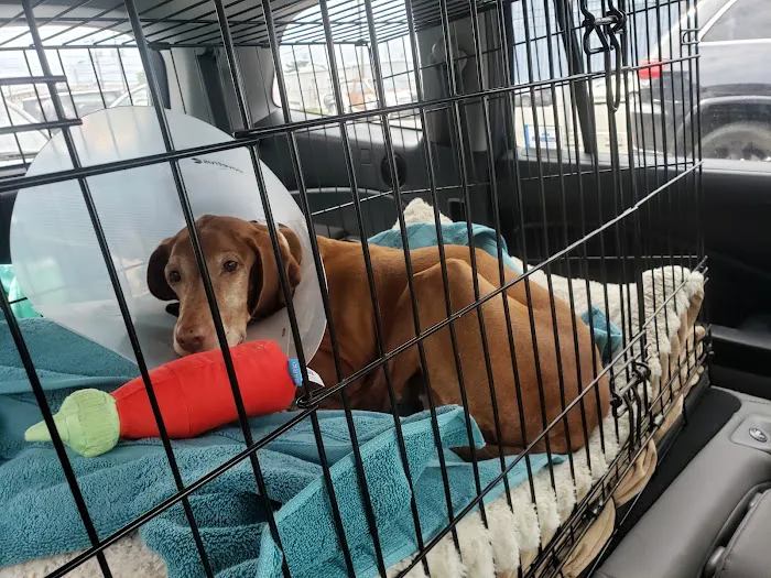 Helping Hands Veterinary Surgery and Dentistry of Virginia 8