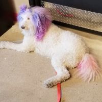Helping Hands Veterinary Surgery and Dentistry of Virginia ico