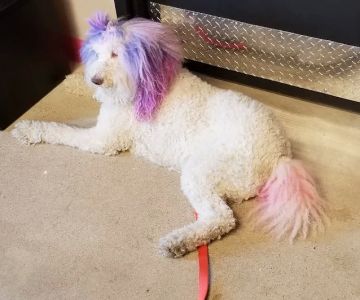 Helping Hands Veterinary Surgery and Dentistry of Virginia