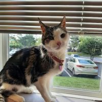 Quioccasin Veterinary Hospital ico