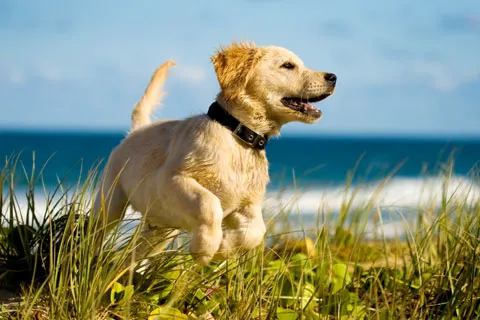 Quioccasin Veterinary Hospital 12
