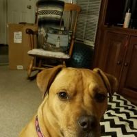 Tuckahoe Veterinary Hospital ico