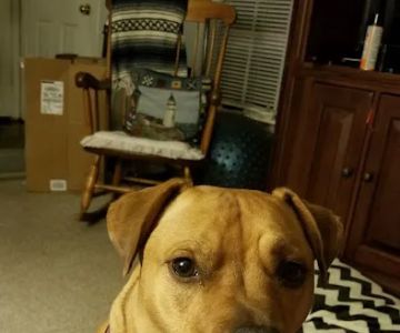 Tuckahoe Veterinary Hospital