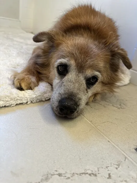 Tuckahoe Veterinary Hospital 10