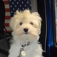 Integrative Veterinary Center of Richmond ico