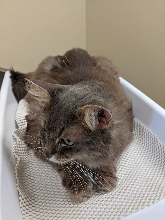 Four Paws Veterinary Holistic Service 7