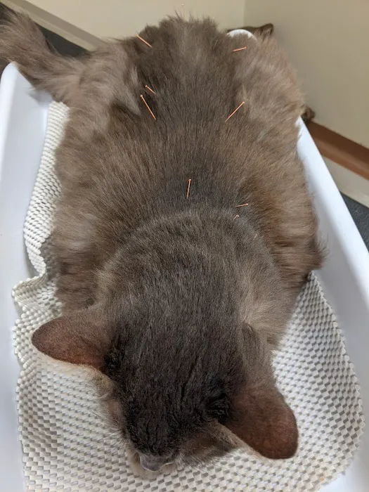 Four Paws Veterinary Holistic Service 6