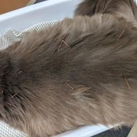 Four Paws Veterinary Holistic Service ico