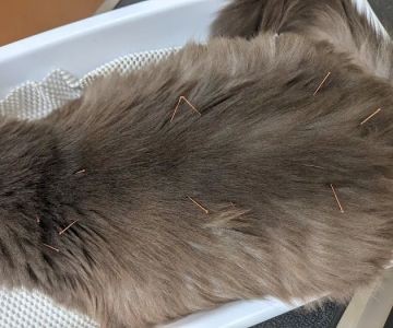 Four Paws Veterinary Holistic Service