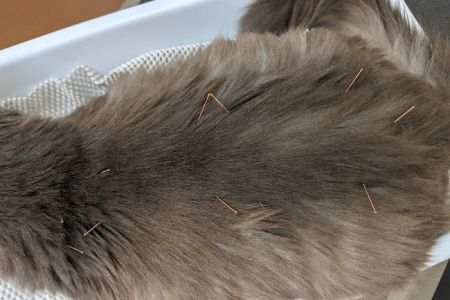 Four Paws Veterinary Holistic Service