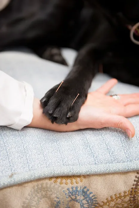 Four Paws Veterinary Holistic Service 10