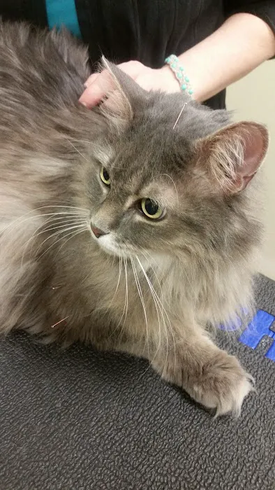 Four Paws Veterinary Holistic Service 2