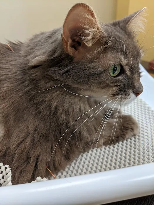 Four Paws Veterinary Holistic Service 3