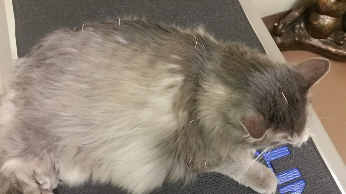 Four Paws Veterinary Holistic Service 4