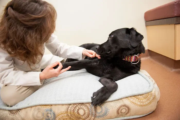 Four Paws Veterinary Holistic Service 9