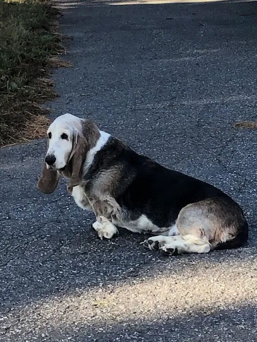 Smokey Mountain Mobile Veterinary Service 7