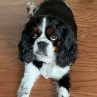 Northside Animal Hospital ico