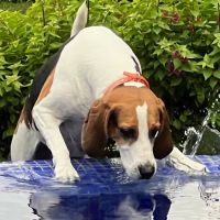 Shoal Creek Animal Hospital ico