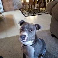 Lawrenceburg Animal Hospital ico