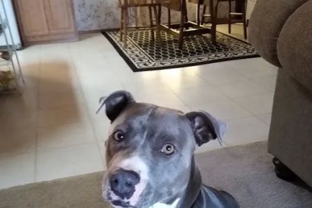 Lawrenceburg Animal Hospital