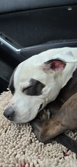 Lawrenceburg Animal Hospital 12
