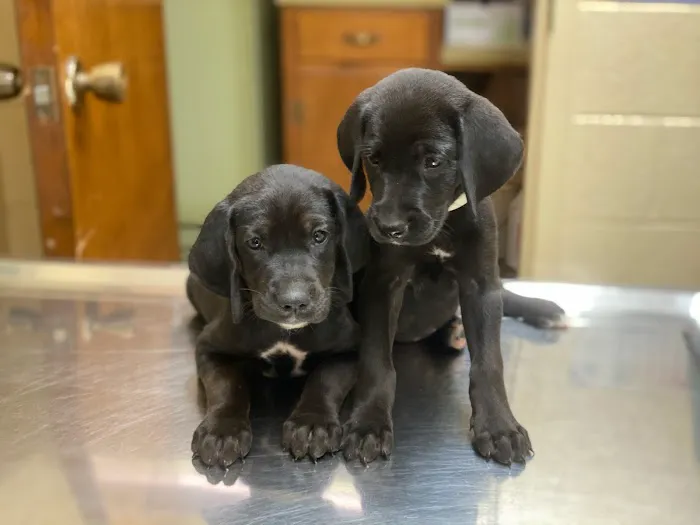 Lawrenceburg Animal Hospital 12