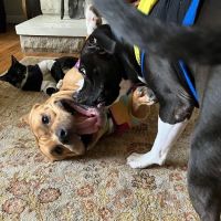 Macon Trousdale Veterinary Clinic ico