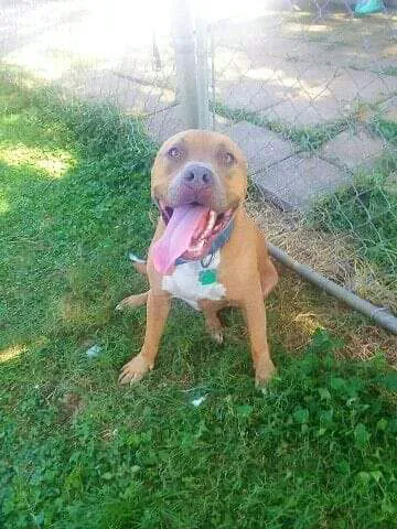 Evetts Animal Clinic 12