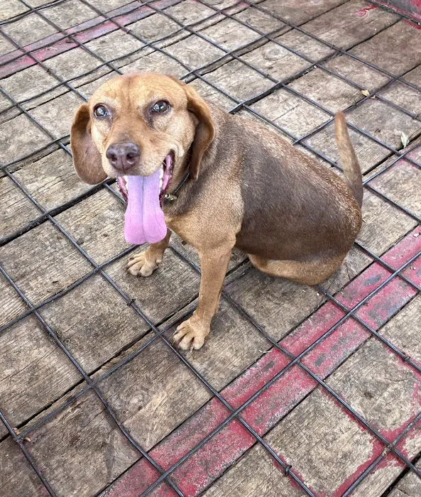 Macon County Veterinary Hospital 8