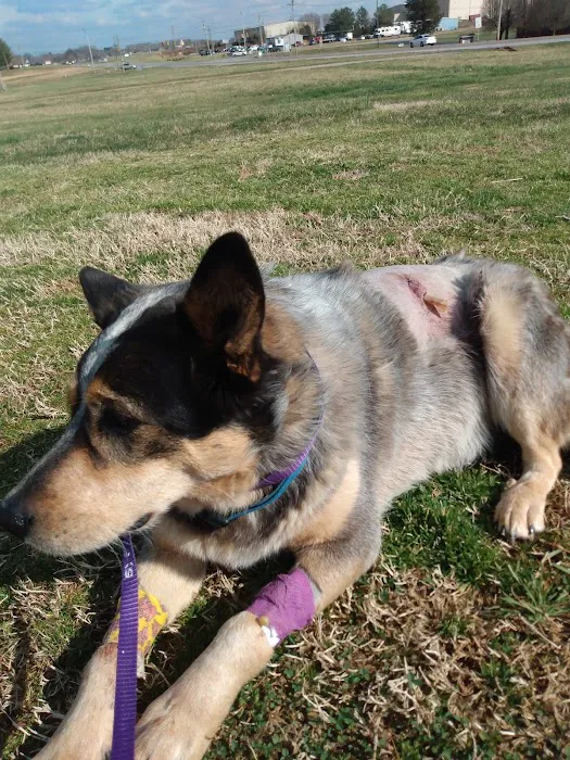 Macon County Veterinary Hospital 6
