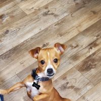 Macon County Veterinary Hospital ico