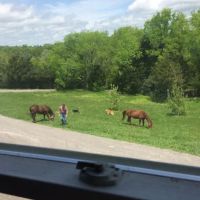 Gladeville Veterinary Services: Travis Whitlow, DVM ico