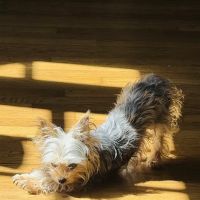 Westmoreland Veterinary Clinic ico