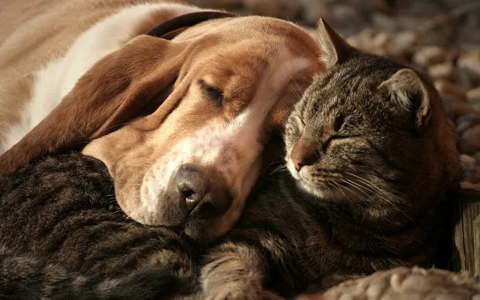 Clay County Animal Hospital 12