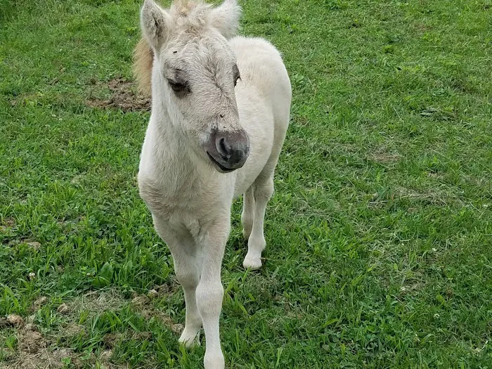 Clay County Animal Hospital 12