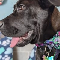 Clay County Animal Hospital ico