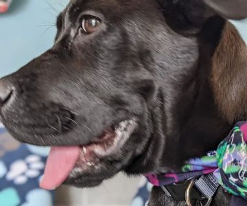 Clay County Animal Hospital