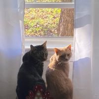 Denbigh Animal Hospital: Hamilton John W DVM ico