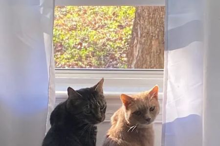 Denbigh Animal Hospital: Hamilton John W DVM