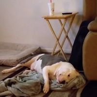 Denbigh Animal Hospital ico