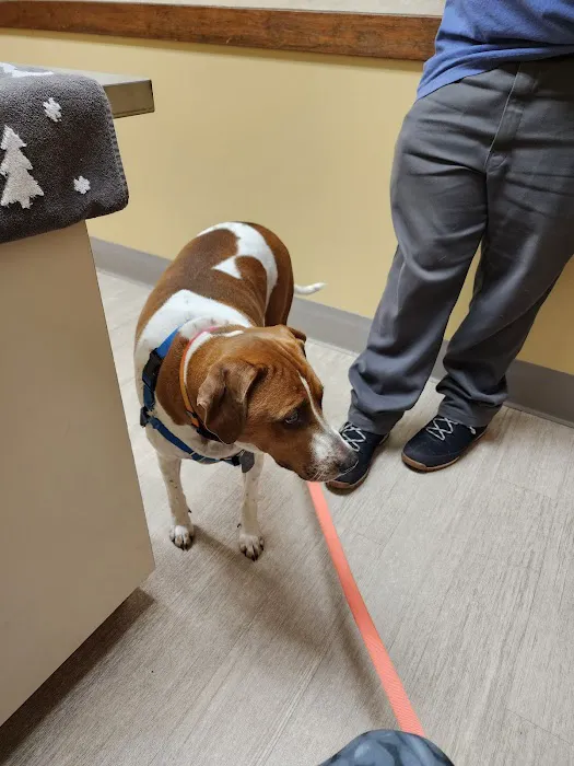 Denbigh Animal Hospital 12