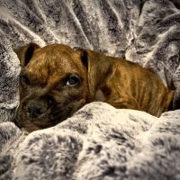 Denbigh Animal Hospital: Clanin Amanda DVM ico