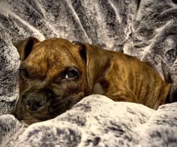 Denbigh Animal Hospital: Clanin Amanda DVM