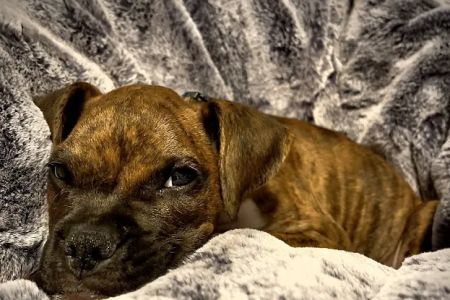Denbigh Animal Hospital: Clanin Amanda DVM