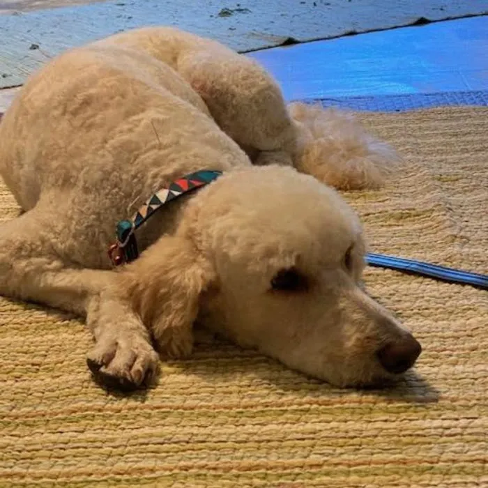 Joy-Chi Veterinary Acupuncture 6