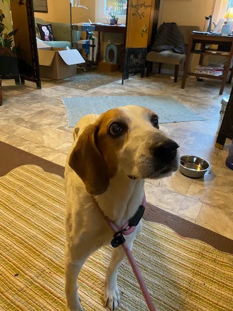 Joy-Chi Veterinary Acupuncture 2