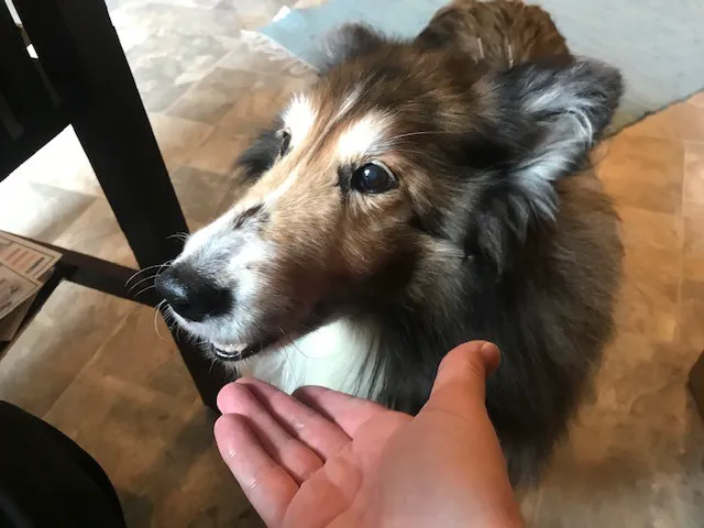 Joy-Chi Veterinary Acupuncture 1